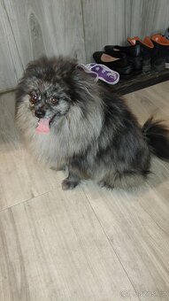 Pomeranian špic - 3