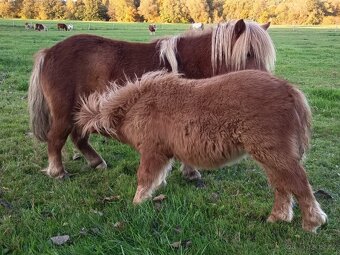Pony schetland hříbě - 3