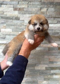Japonská Akita Inu s PP - 3