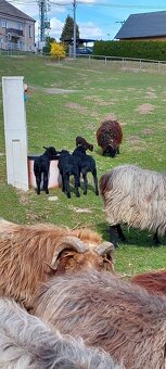 Vřesová ovce / jehničky / beránci - 3