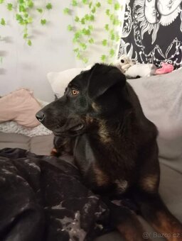 🐾 Daruji fenku německého ovčáka – 1 rok 🐾 - 3