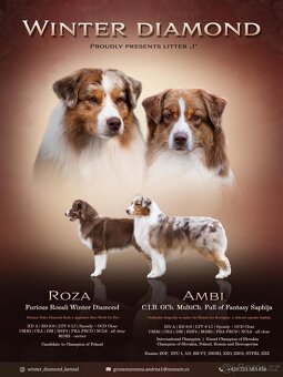 Australský ovčák s PP - 3