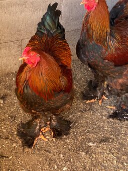 Brahmanka Velká - 3