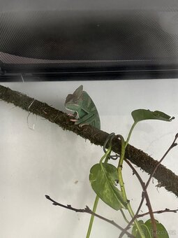 Prodám chameleona s výbavou - 3