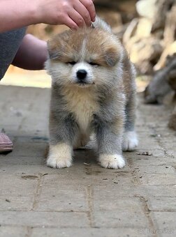 Akita Inu s průkazem původu FCI & AKIHO - 3