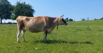 Jersey kráva - 3