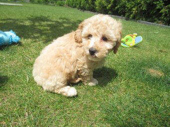 Maltipoo štěňátka - 3