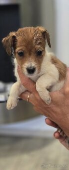 Jack russel terier - 3