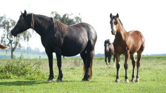 Welsh pony of cob type, sekce C - 3