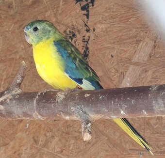 Neoféma tyrkysová žltobruchý opalín - 3