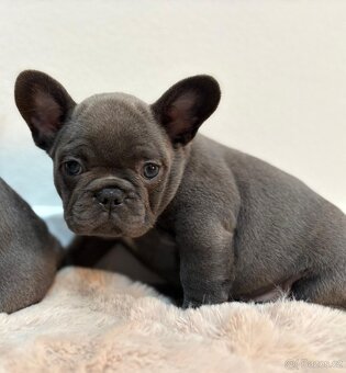 Francouzsky buldoček - 3
