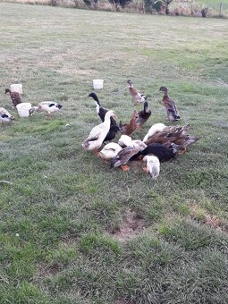 Indický Běžec - 3