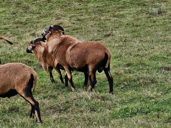 Plemenný beran ovce kamerunské - 3
