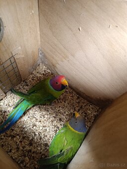 Alexandr rudohlavý - 3