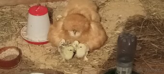 Hedvabnička nasadova vejce - 3