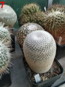 kaktusy mammillarie - 3