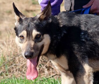 FLOKY K ADOPCI - 1 ROK, HRAVÝ,MILÝ,VHODNÝ K DĚTEM - - 3