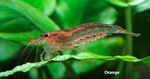 Krevetky - Caridina Multidetata / Amano / Japonica GOLD - 3
