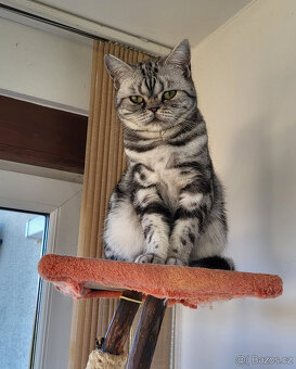 Britská kočička s P.P. - 3