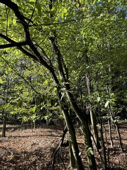 Prodám lesní pozemky v k.ú. Zvole u Zábřeha - 3