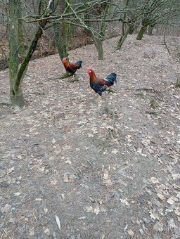 Prodám činskou kachnu a káčera a vlašáky kohouty. - 3