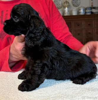 Americký kokršpaněl sPP - 3