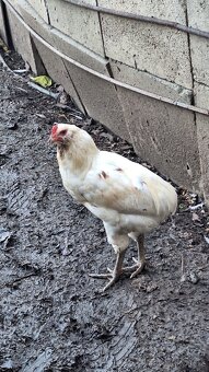 Kouhouti araukany - 3