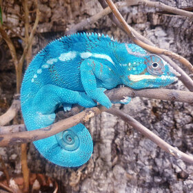 Chameleon Pardálí Nosy Be Blue - 3