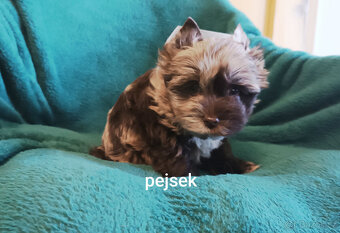 Jorkšírský teriér - 3