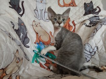 Kocourek Devon rex s pp - 3