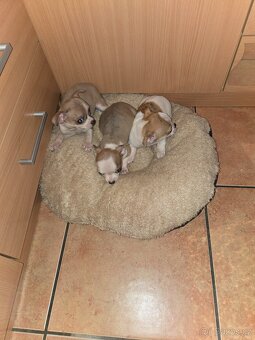 ČIVAVA KRATKOSRSTÁ HOLČIČKY - 3