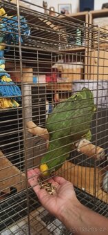 Letošní ručně dokrmené odchovy - 3