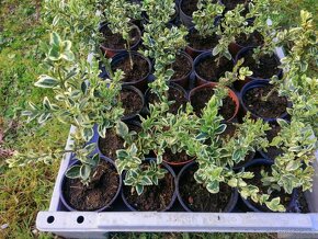 Prodám Buxus a Brslen - 3