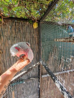 Kakadu růžový - 3