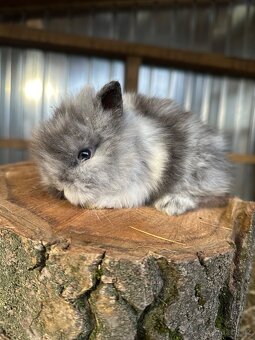 Zakrslý králíček Lvíček - 3