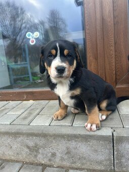 Velký švýcarský salašnický pes - štěňě s PP - 3