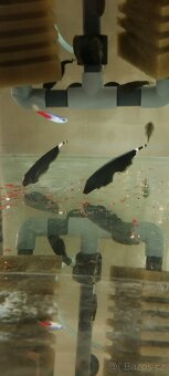 Čtverzubec trpasličí - 3