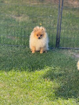 Pomeranian s PP - 3
