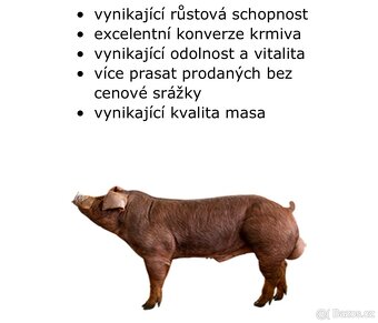 Selata k výkrmu - 3