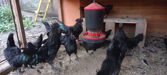 Ayam cemani - násadová vejce - 3