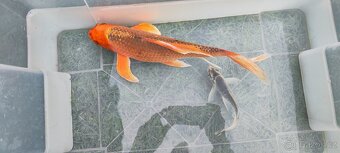 Koi - 3