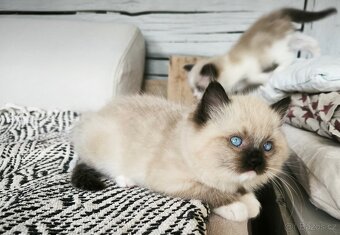 Kocourci Ragdoll s PP - 3