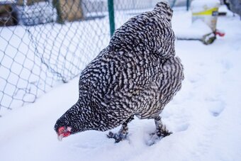 Mechelenky 🥚🐣 (násadová vejce i kuřátka) - 3