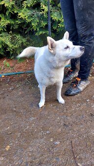 Spic shiba bilej - 3
