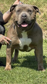🇨🇿 KRYCÍ PES – American bully XL - 3