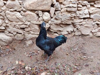 Kohout ayam cemani - 3