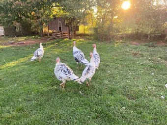 Krůta Crollwitzká - 3