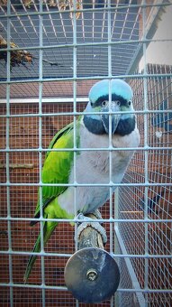 Alexandr čínský - samice - 3