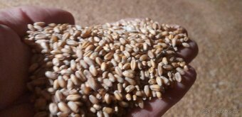 Prodám pšenici - 3