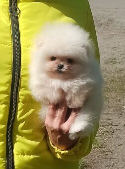 Nabízím štěňátka pomeraniana - 3